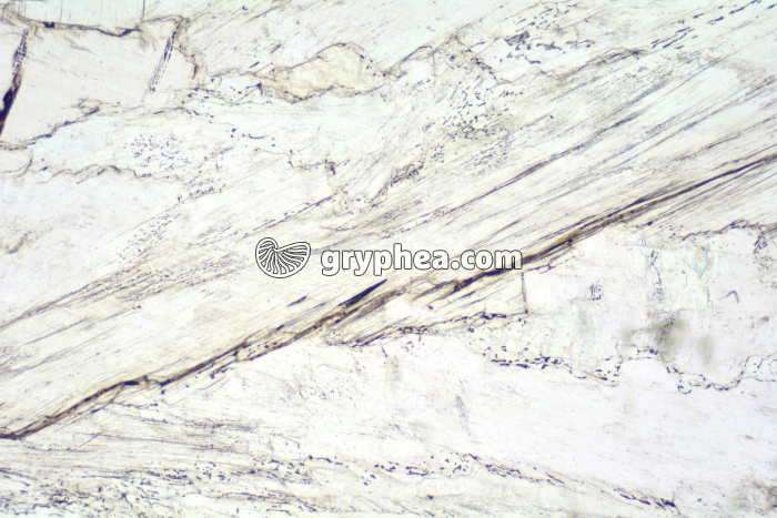 Gypse LPNA x10 - gryphea.com